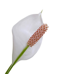 Fototapeta premium White Spathiphyllum flower isolated on a white background