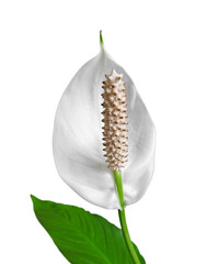 White Spathiphyllum flower isolated on a white background