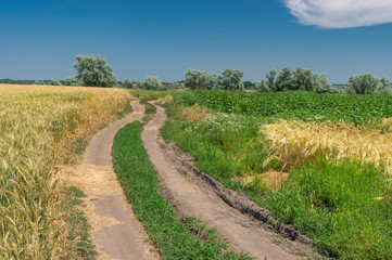 Fototapeta na wymiar Summer landscape with an earth road and wheat and maize fields near Dnipro city, central Ukraine