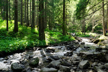 Obraz na płótnie Canvas River in the forest