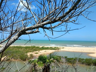 tree on the beach