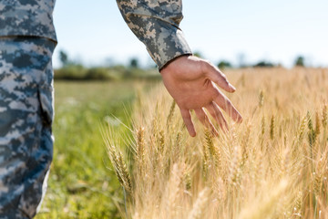 cropped view of soldier touching wheat in golden field