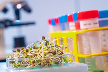Raw Green Organic radish Microgreens. For making fresh salads. detox, diet. seedlings. Research in microbiological lab of content pathogenic bacteria