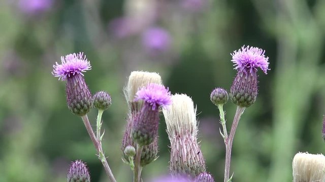 purple  thistle in the nature