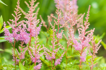 A pink astilbe flowers in the garden