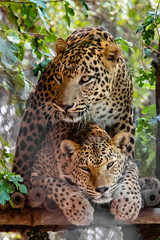 Fototapeta na wymiar Leopards mating on tree . Male and female leopard in breeding season in the wild nature.