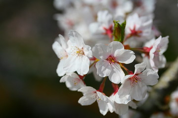 桜