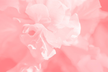 Soft gentle macro flower background. Blurred artistic image in soft sweet tones.