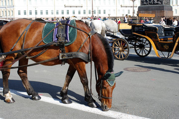 Calèches sur la place du Palais à Saint-Pétersbourg