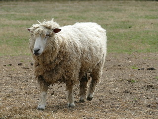 sheep in field