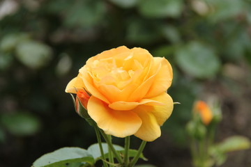 A Beautiful Yellow Flower Head of a Garden Rose Plant.