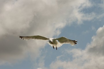 Seemöwe im Flug