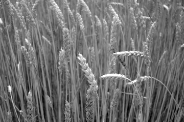 Fototapeta premium Wheat field close-up with blur effect in black and white.