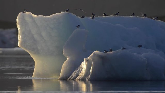 Artic terns birds (Sterna paradisaea) in the midnight sun during the longest days of the year at J&ouml;kuls&aacute;rl&oacute;n glacial river lagoon in the Vatnaj&ouml;kull National Park