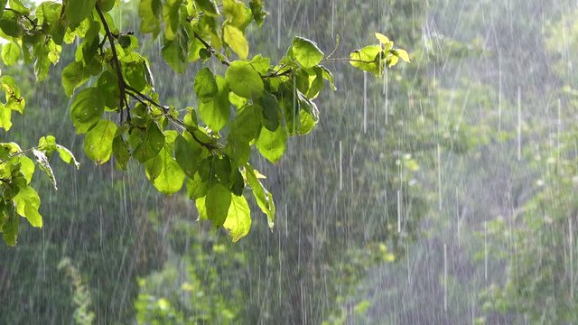 Apple Tree Branch With Green Foliage and Falling Raindrops.