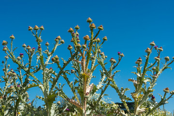 Gewöhnliche Eselsdistel