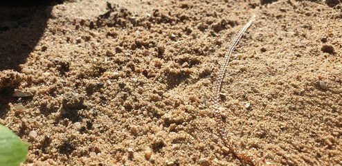 Lost gold chain. Gold chain.