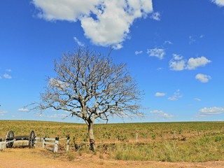 Countryside scene at Bom Jardim Village, Nobres, Mato Grosso, Brazil. Great landscape. Travel destination. Vacation travel. 