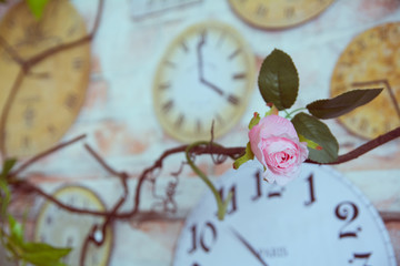 Decorative rose against the background wall clock in the interior of the room