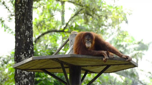 orang utan (pongo pygmaeus) at the zoo. it natural habitat only can be found at the island of Borneo and Sumatra