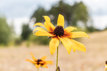 Flower in the field. Yellow flower alone blurred background.