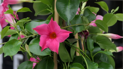 Mandevilla Sundaville Pink Piramide