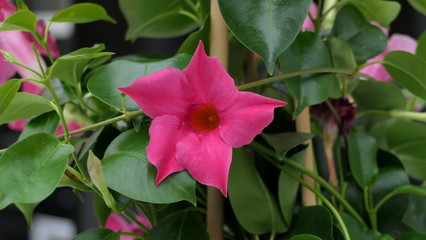 Mandevilla Sundaville Pink Piramide