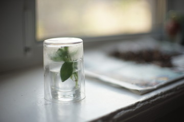 Plant in a glass of water for seedlings on the windowsill.