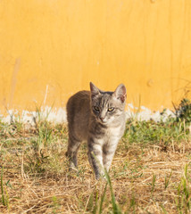 Obraz premium Ginger cat walking in the street under the morning sun.