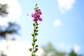 Beautiful pink flower with a wasp hovering next to it 