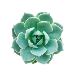 Obraz premium Top view of green echeveria succulent flowering houseplants white background