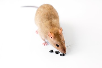 A beige golden decorative rat funny stands on a white isolated background and smells sunflower seeds