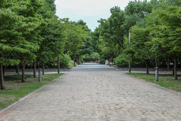 Green Trees and Lawns in the City Park.