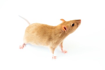 A beige golden beautiful ornamental rat is standing on a white isolated background 
