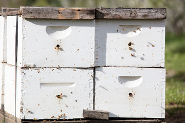 commercial bees