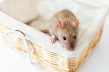 Beige golden decorative rat looks out from a bright wicker basket