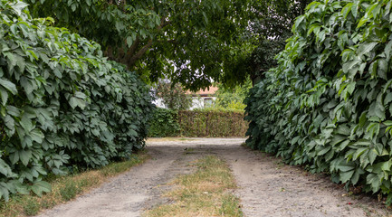 Road through cottage town in the england. Road with green wall at roadside. Asphalt road with fence at roadsides.