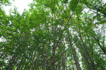 The Big Green Tree in the Park with Sunny day