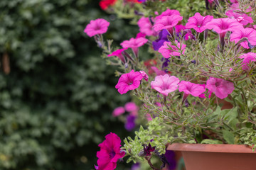 Flowers in a pot. Garden flowers in a pot decoration. Pink flowers in the garden.