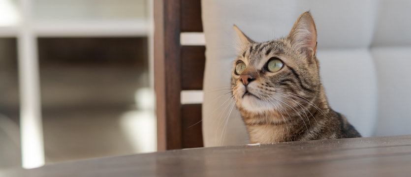 Cute short hair at the garden sittion on a chair outdoors, playing outside on a sunny day