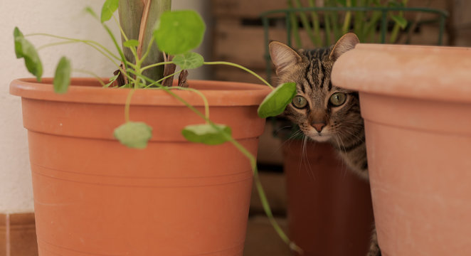Beautiful short hair cat playing with plants at the garden on a sunny day at home
