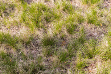 Top dry grass lawn in the forest.