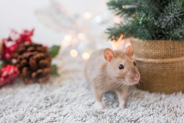 A beige golden beautiful funny decorative rat with a big mustache is sitting on fur on a New Year's holiday background with Christmas garlands, copy space, a blank for a new year 2020 card with space