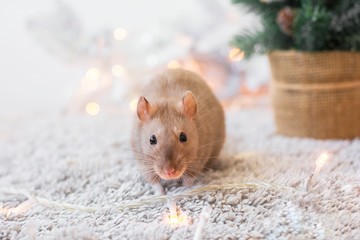  A beige golden beautiful rat sits on fur on a New Year's holiday background with Christmas garlands, copy space, blank for a postcard of the new year 2020 with space for an inscription