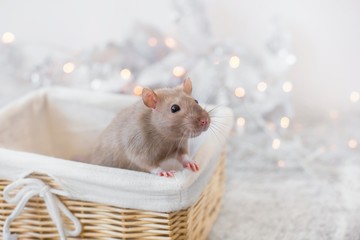 A beige golden beautiful ornamental rat is in a wicker bright basket on a New Year's holiday background of garlands, lanterns with a copy space