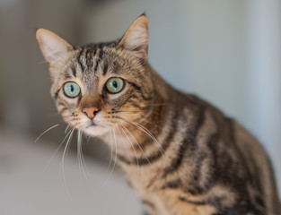 Cute short hair cat looking curious and snooping at home