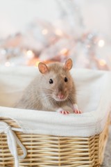 A beige golden beautiful ornamental rat is in a wicker bright basket on a New Year's holiday background of garlands, lanterns with a copy space