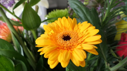 Transvaal Daisy Barberton Gerbera Flower