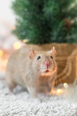 A beige golden funny decorative rat with a big mustache is sitting on fur on a New Year's holiday background with Christmas garlands, copy space, a blank for a new year 2020 card with space