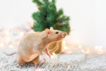 A beige golden beautiful ornamental rat stands on the New Year's festive background of garlands, lanterns and a Christmas tree with a copy space and looks away.